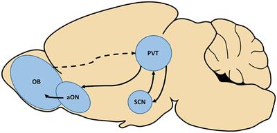Potential neural substrates underlying circadian and olfactory disruptions in preclinical Alzheimer’s disease
